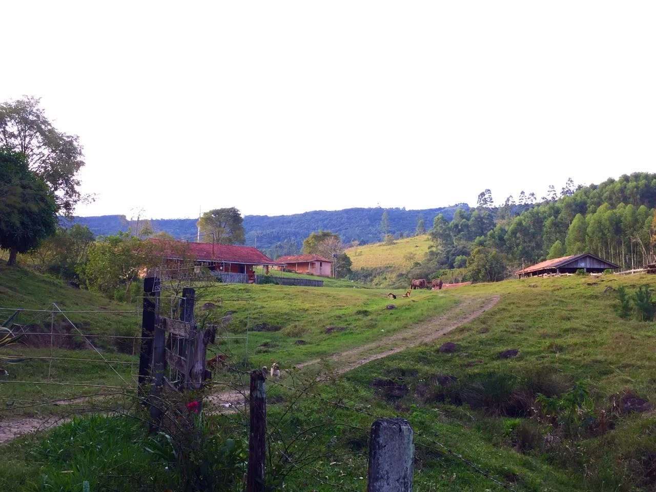 Sítio tranquilo com gramado, árvores e luz suave do fim de tarde