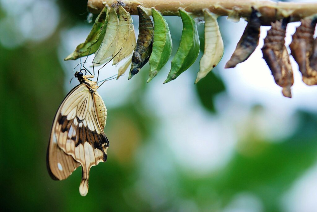 Traditional classes follow a fixed path—language coaching follows your path." "Transform from a passive student into a confident, goal-driven speaker with coaching