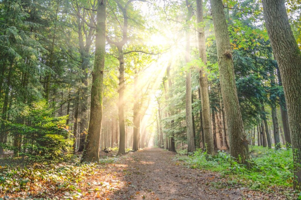 Sunlit path through a green forest, a metaphor for the neural pathways that grow stronger with repetition
