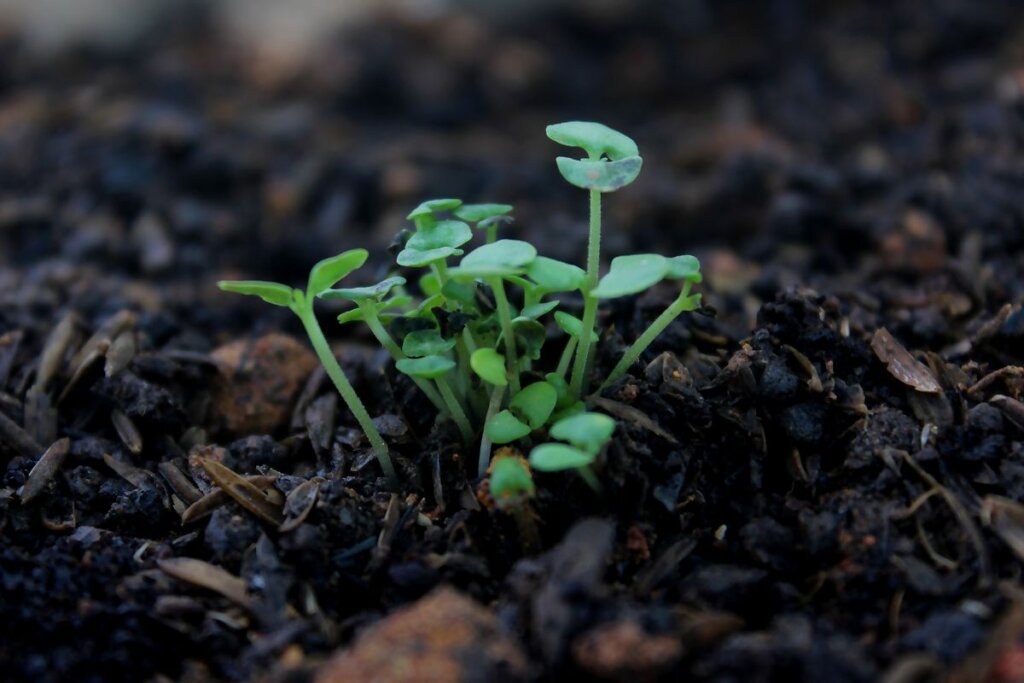 Green seedlings sprouting from dark soil, a reminder that growth happens before results are visible